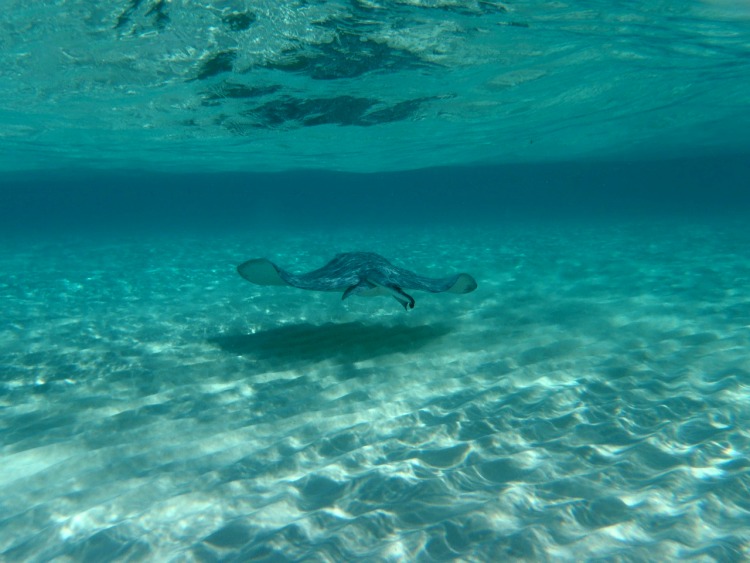 Grand Cayman - potápění a šnorchlování